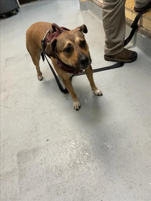 A young large-sized female Pit Bull Terrier dog named Maggie for adoption in Tulsa, OK