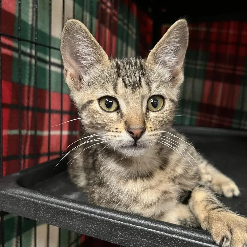 A baby small-sized male Brown / Chocolate Domestic Short Hair cat named Fumes for adoption in Willows, CA