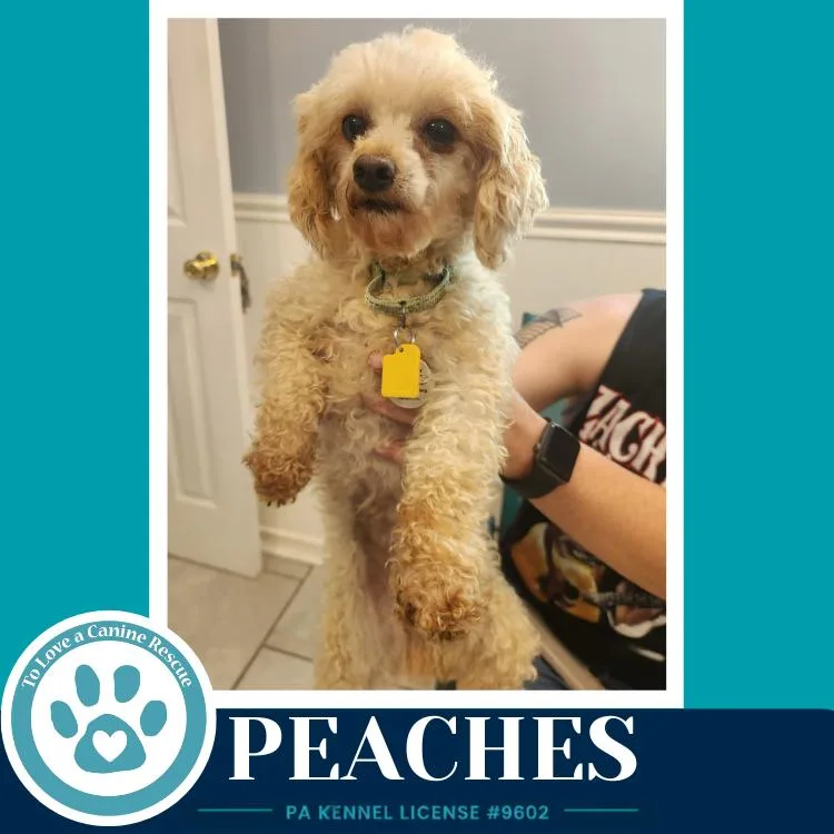 Peaches