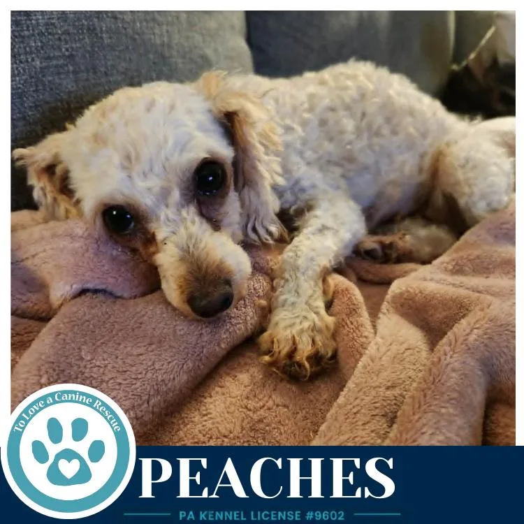 Peaches thumbnail 2