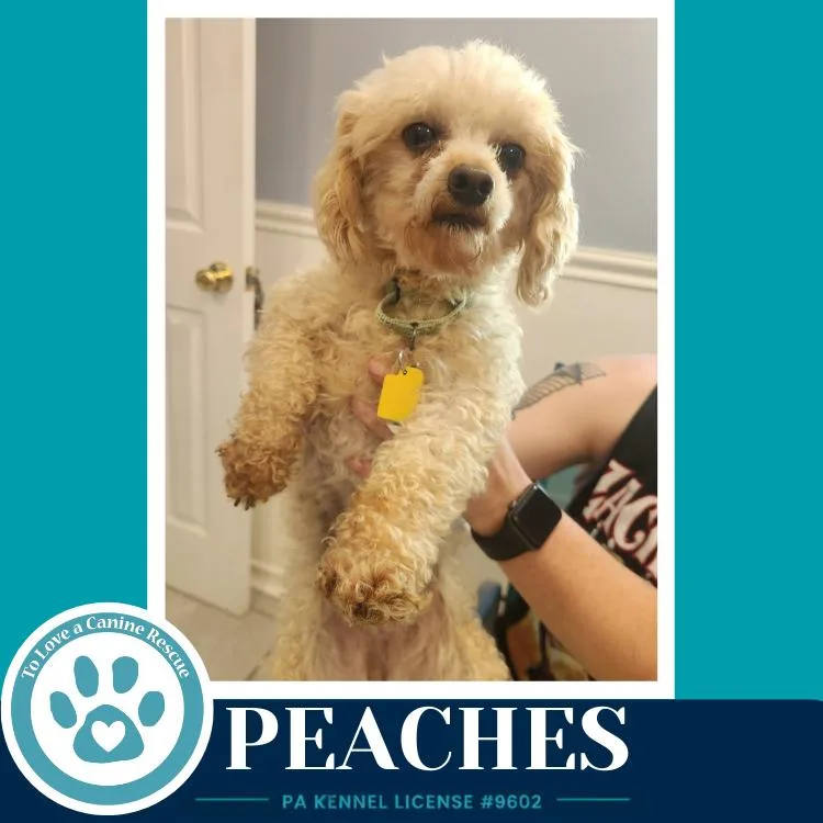 Peaches thumbnail 3