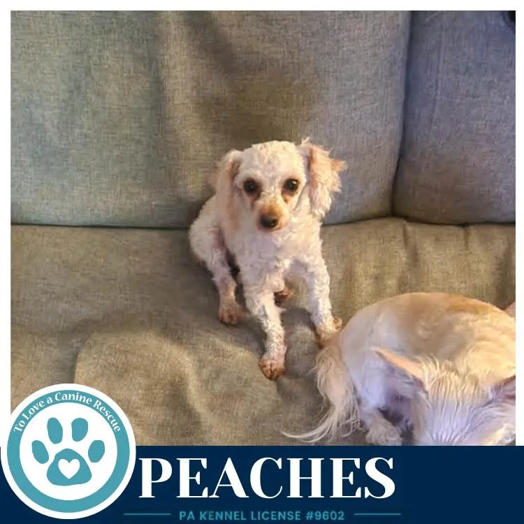 Peaches thumbnail 4