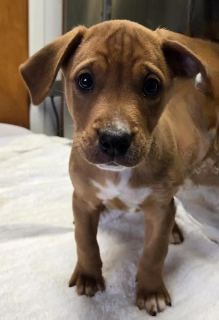 A baby small-sized male Doberman Pinscher dog named Maestro for adoption in Sandusky, OH