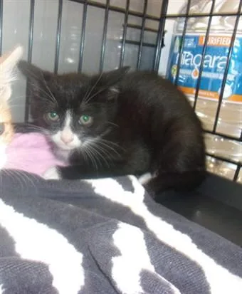 A baby small-sized male Domestic Medium Hair cat named Manolo for adoption in Van Nuys, CA