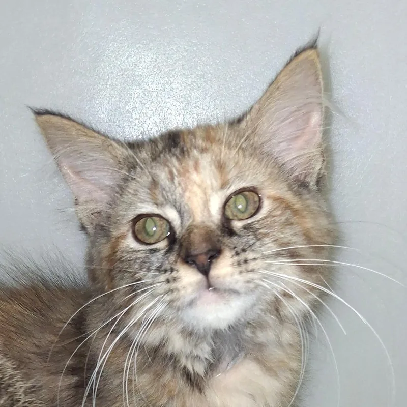 A baby small-sized female Brown / Chocolate Domestic Long Hair cat named Josie for adoption in Zanesville, OH
