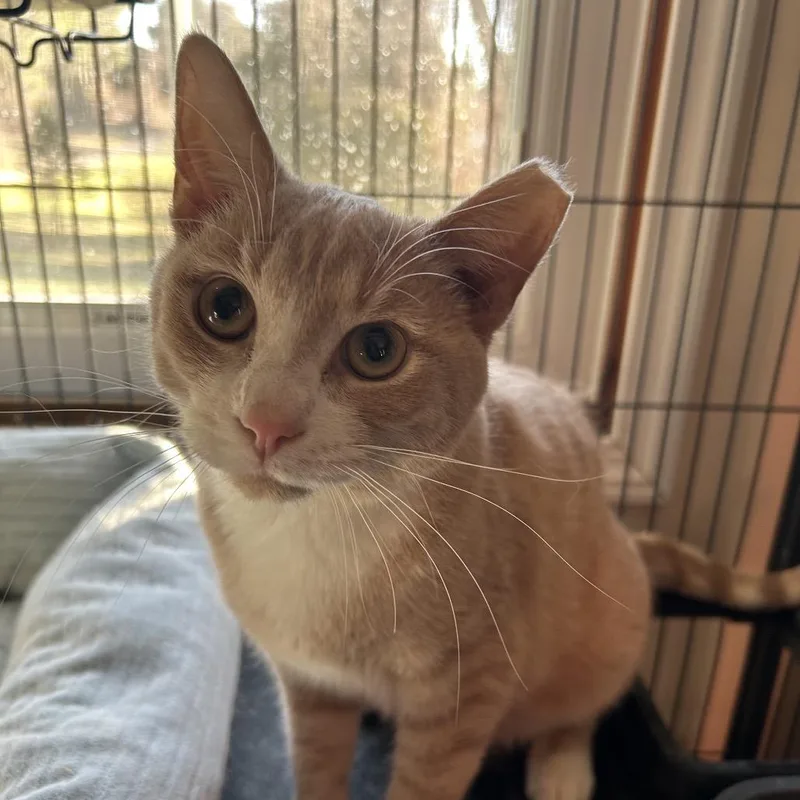 Furcules thumbnail 3