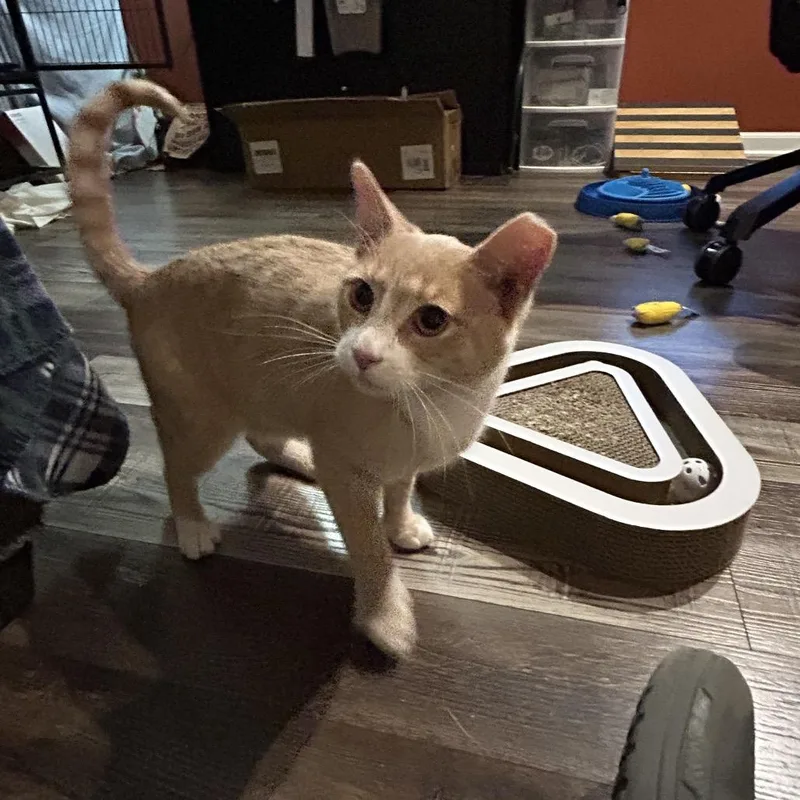 Furcules thumbnail 4