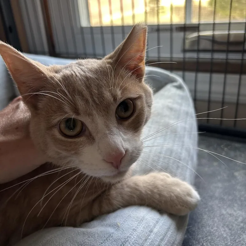 Furcules thumbnail 5