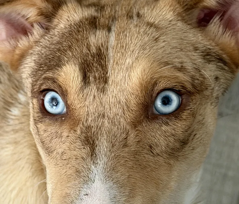 A young medium-sized male Catahoula Leopard Dog dog named Dean for adoption in Maryville, TN