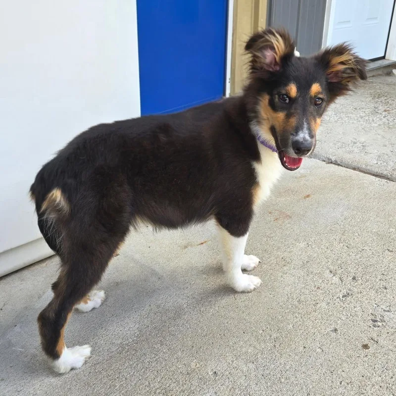 A baby medium-sized female Black Australian Shepherd dog named Trixie for adoption in Owosso, MI