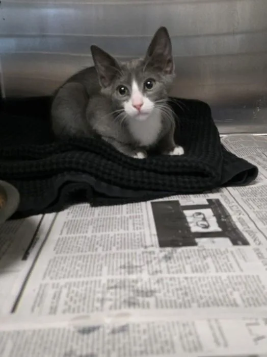 A baby small-sized male Domestic Short Hair cat named Rocco for adoption in Los Angeles, CA