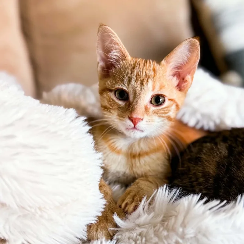 A baby medium-sized male Tabby (Orange / Red) Domestic Short Hair cat named Ember for adoption in Kentwood, MI