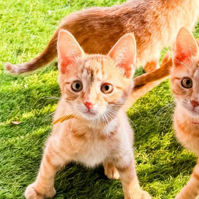 Ember thumbnail 4