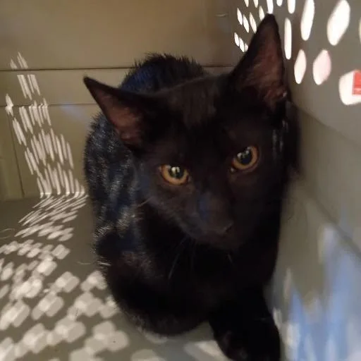 A baby small-sized female Black Domestic Short Hair cat named Jolene for adoption in Lynchburg, VA