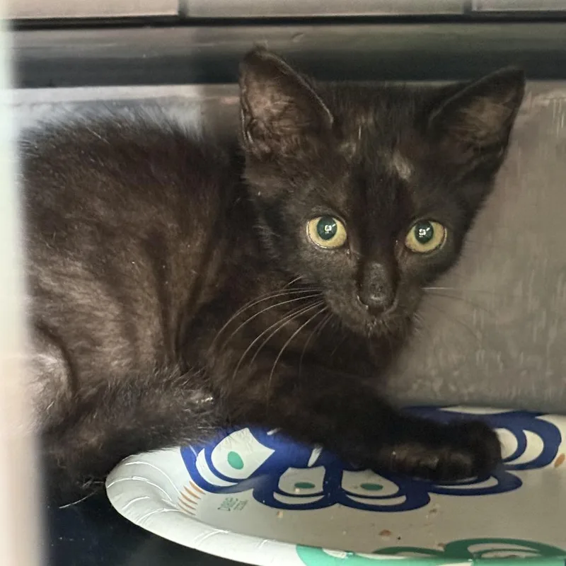 A baby small-sized female Black Domestic Short Hair cat named Vera for adoption in Parkland, FL