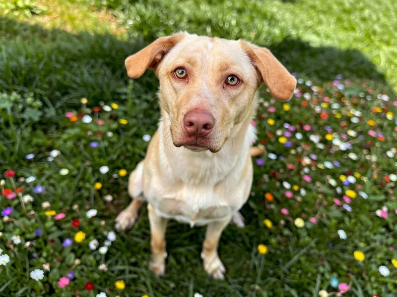 A young large-sized female Labrador Retriever dog named Kiara for adoption in Sebastian, FL