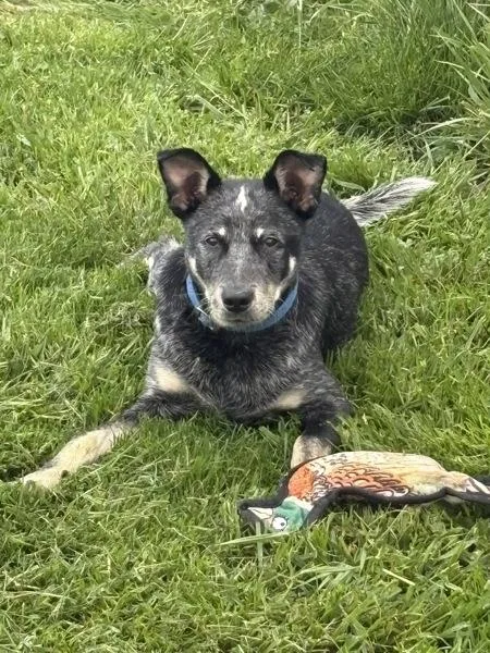 Rico