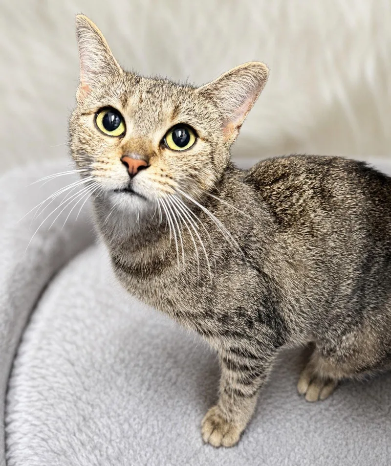 An adult medium-sized female Domestic Short Hair cat named olivia Years for adoption in Sterling, MA