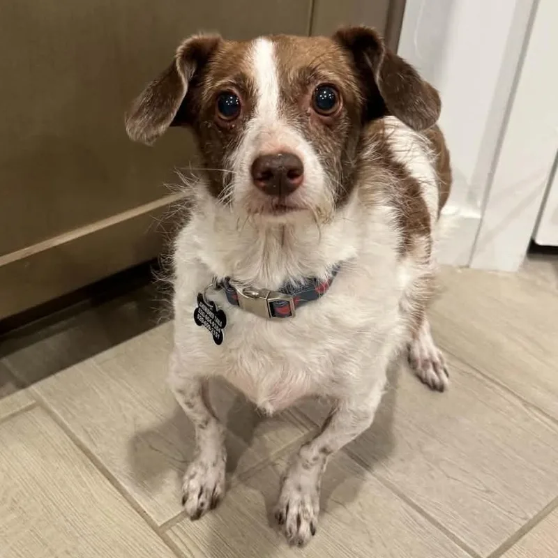 An adult small-sized female Sable Jack Russell Terrier dog named Cocoa for adoption in Marana, AZ