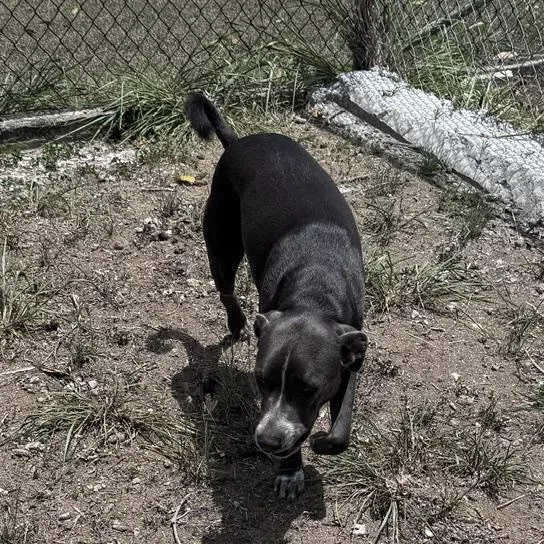 A young medium-sized male Bull Terrier dog named Millo for adoption in Atlantic Beach, FL