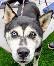 An adult large-sized male Mixed Breed dog named Sirius for adoption in Fairfax, VA