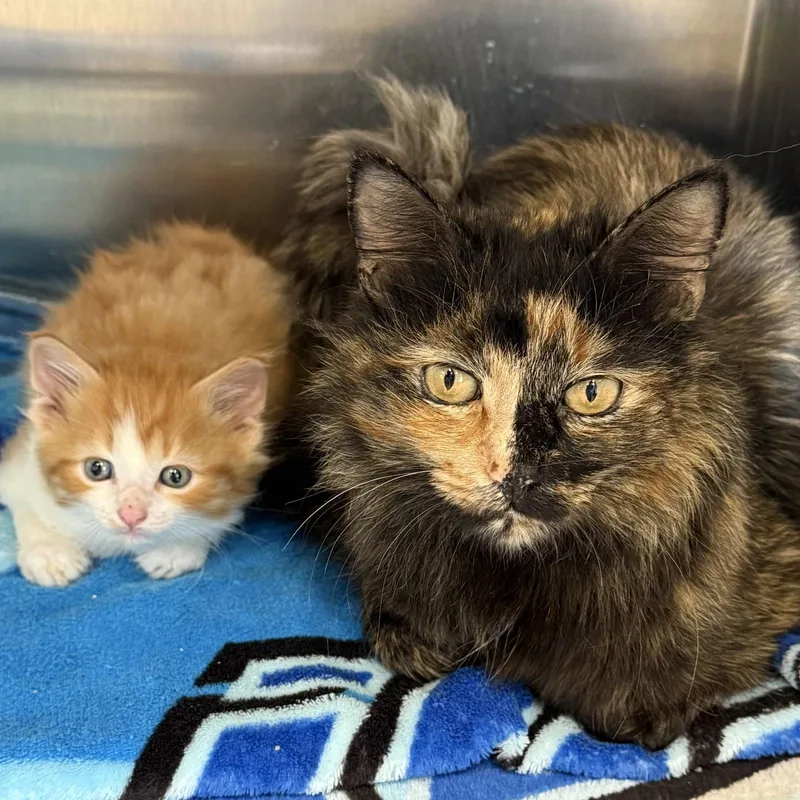A young medium-sized male Orange & White Domestic Medium Hair cat named Bumble & Honeybell for adoption in Winchendon, MA
