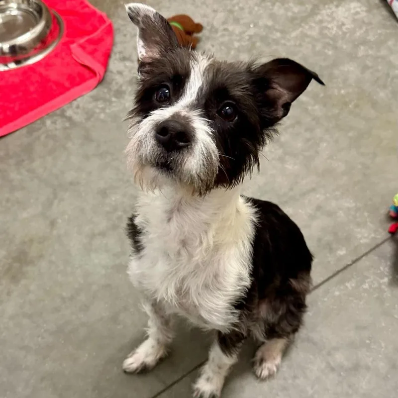 A young small-sized female Black Mixed Breed dog named Heidi for adoption in Matteson, IL