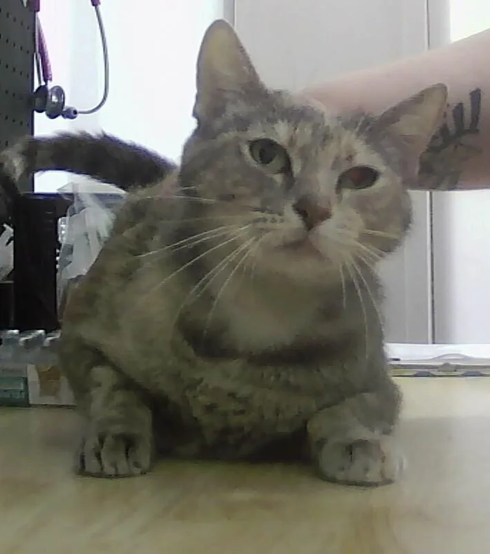 An adult medium-sized female Domestic Short Hair cat named Liv for adoption in Anoka, MN