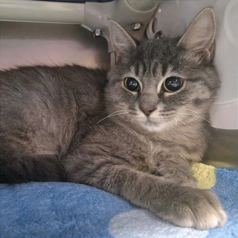 A baby medium-sized female Domestic Medium Hair cat named The Precioussss for adoption in Providence, RI