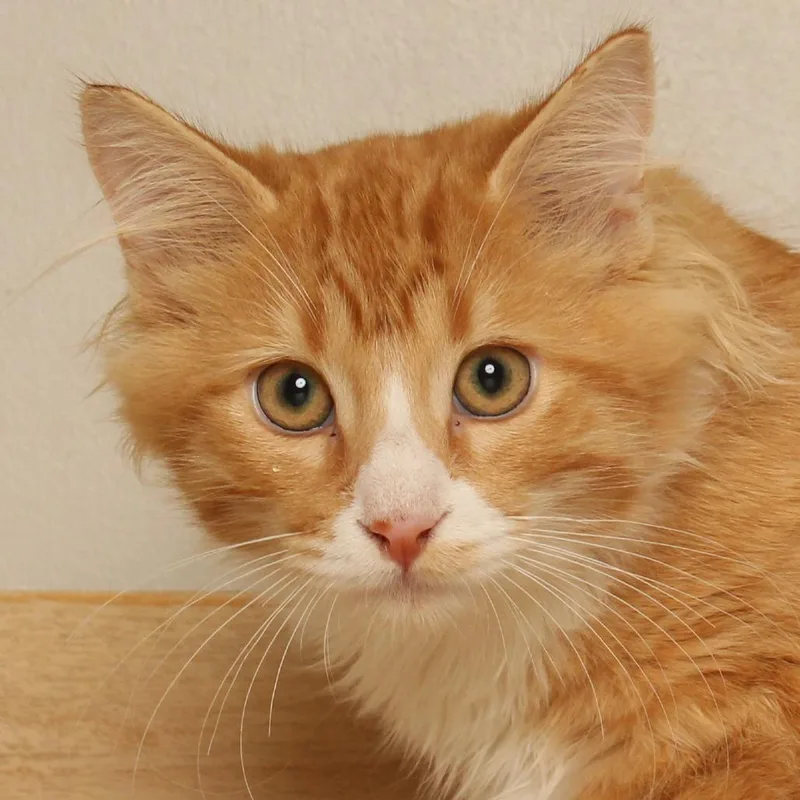 Peanut C thumbnail 2