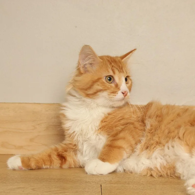 Peanut C thumbnail 4