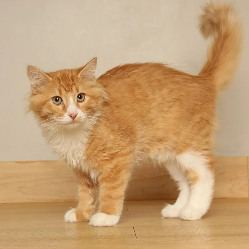 Peanut C thumbnail 5