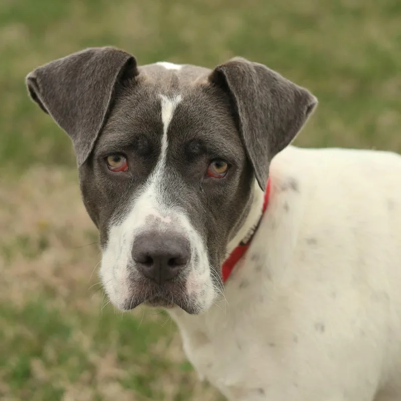 A young medium-sized female White / Cream Boxer dog named Lucky for adoption in Evansville, IN