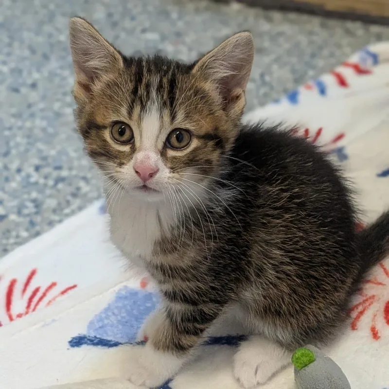 A baby small-sized female Brown / Chocolate Domestic Short Hair cat named Corona for adoption in Prairie du Chien, WI