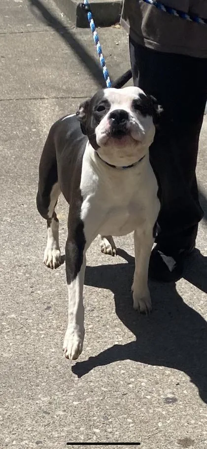 An adult medium-sized female Pit Bull Terrier dog named Misty for adoption in Cincinnati, OH