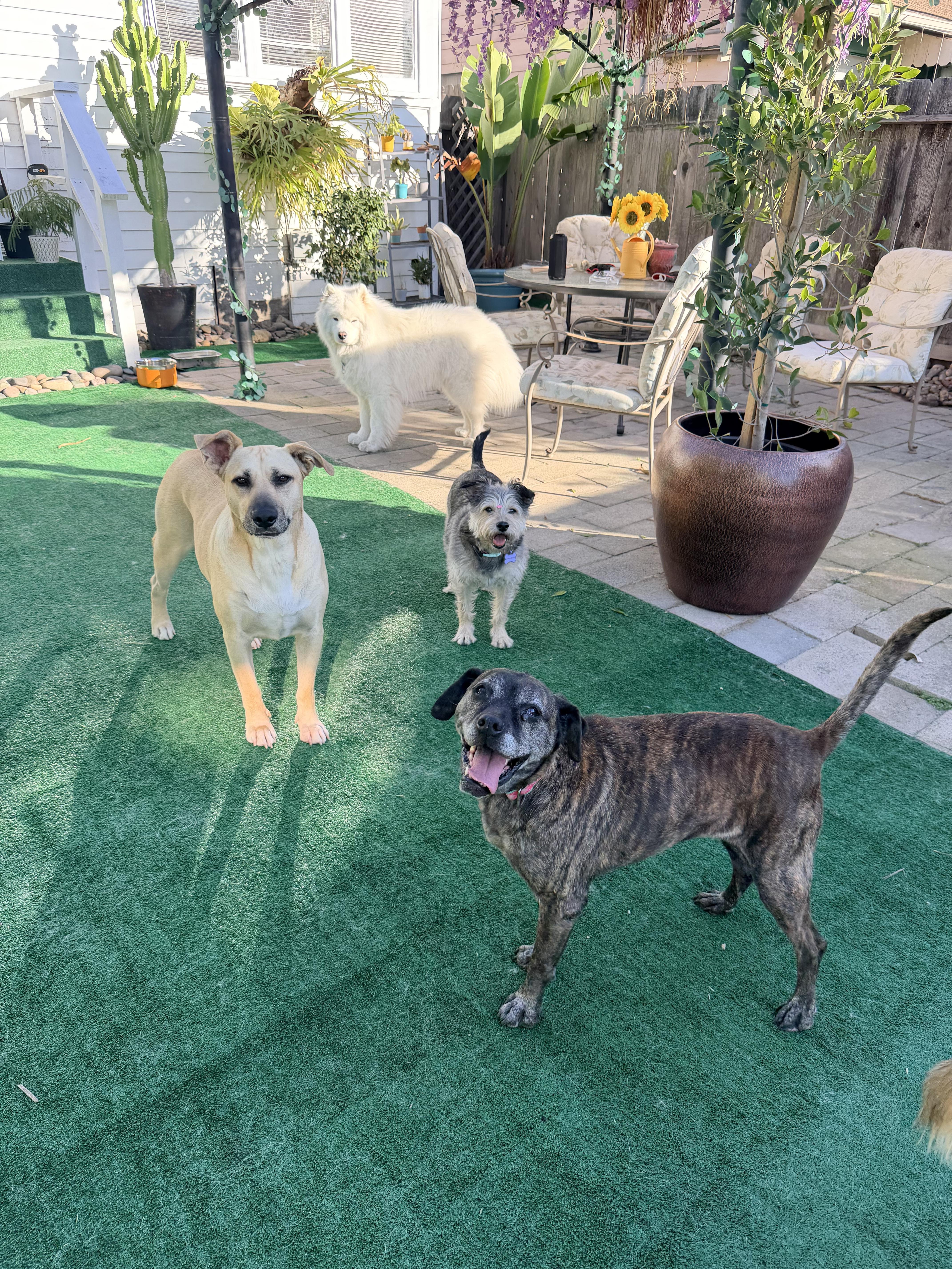 A senior medium-sized female Brindle Boxer dog named Leonora for adoption in San Diego, CA