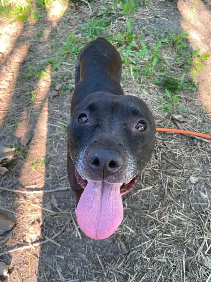 A senior medium-sized female Black Pit Bull Terrier dog named Vicky for adoption in Chicago, IL