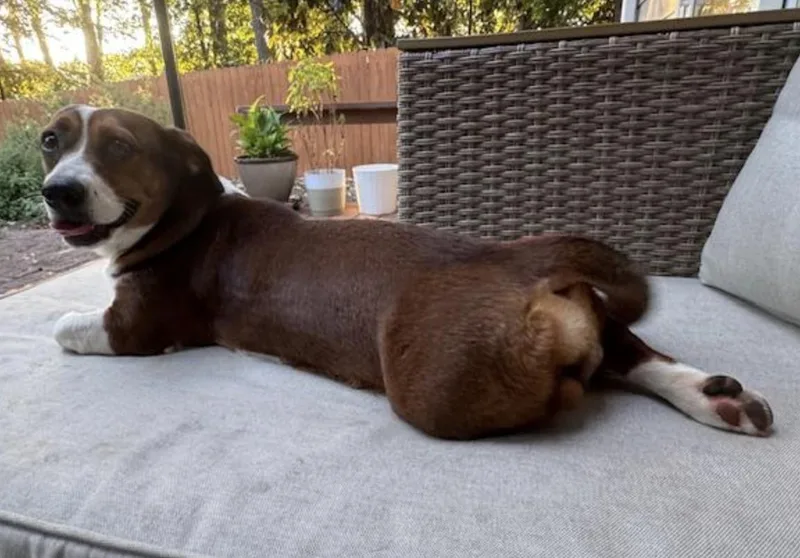A young small-sized female Dachshund dog named Bella for adoption in Decatur, GA