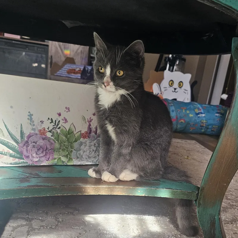 A young medium-sized male Gray & White Domestic Short Hair cat named Kevin for adoption in Logan, OH