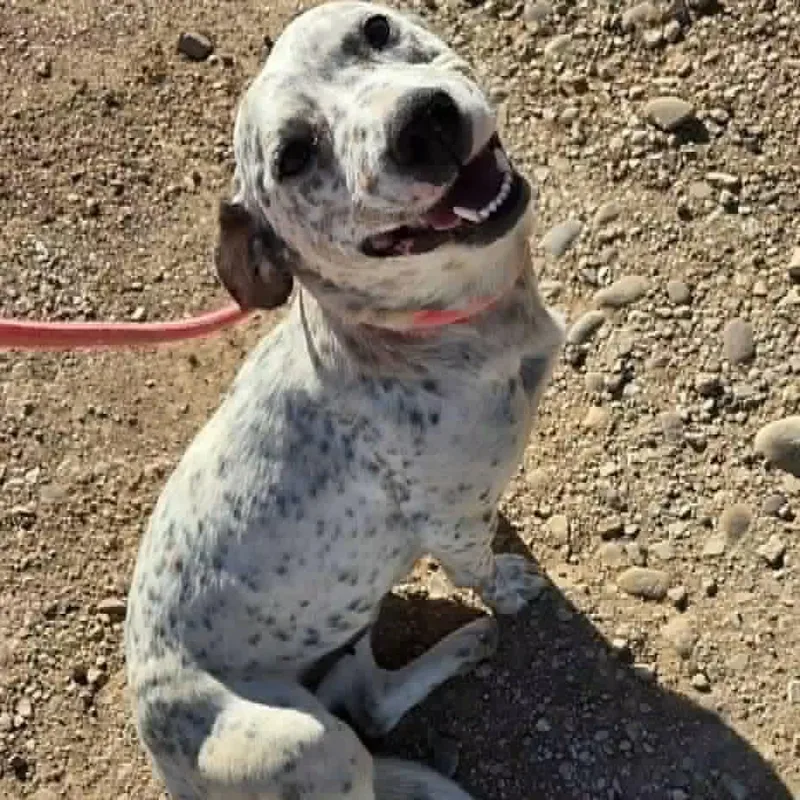 An adult medium-sized female Gray / Blue / Silver Corgi dog named Freckles for adoption in COEUR D ALENE, ID