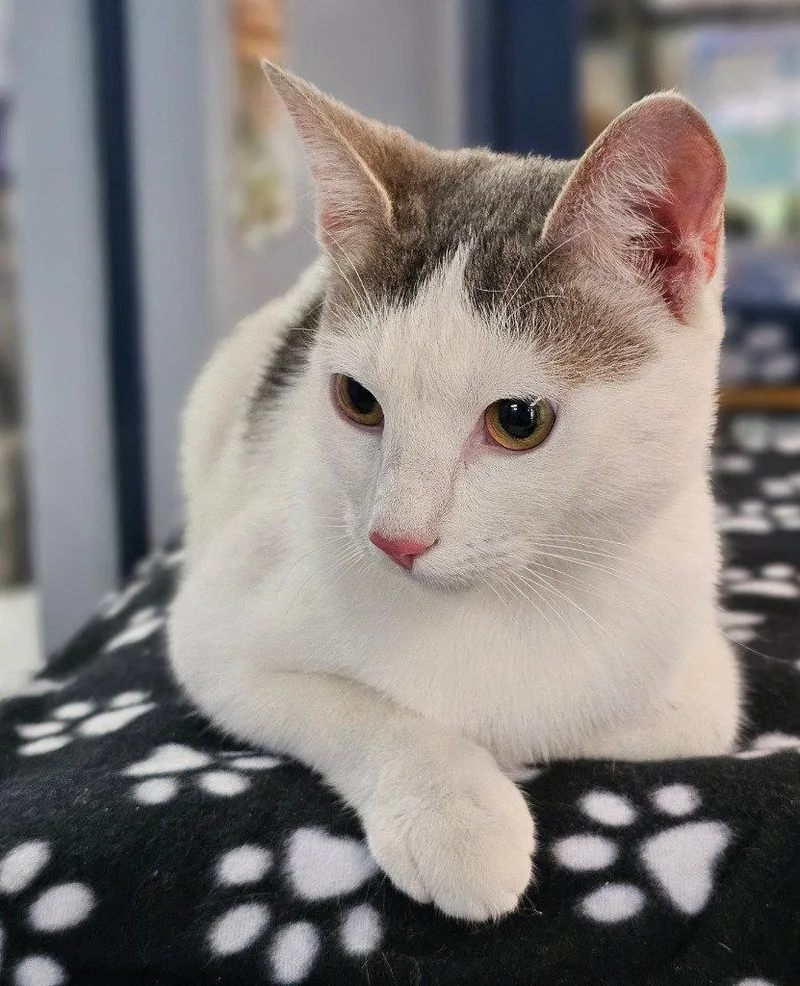 A young small-sized female Domestic Short Hair cat named Storm for adoption in Lovingston, VA
