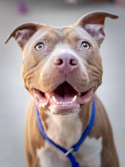 An adult large-sized female Mixed Breed dog named Autumn for adoption in Chamblee, GA