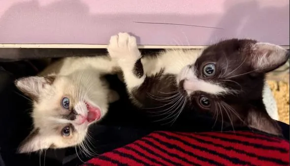 A baby medium-sized male Black & White / Tuxedo Tuxedo cat named Anthony for adoption in oceanside, CA