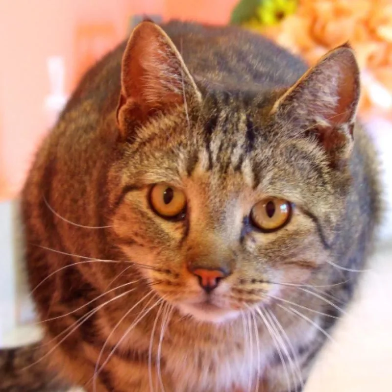 An adult large-sized male Brown / Chocolate Domestic Short Hair cat named Baxter for adoption in New York, NY