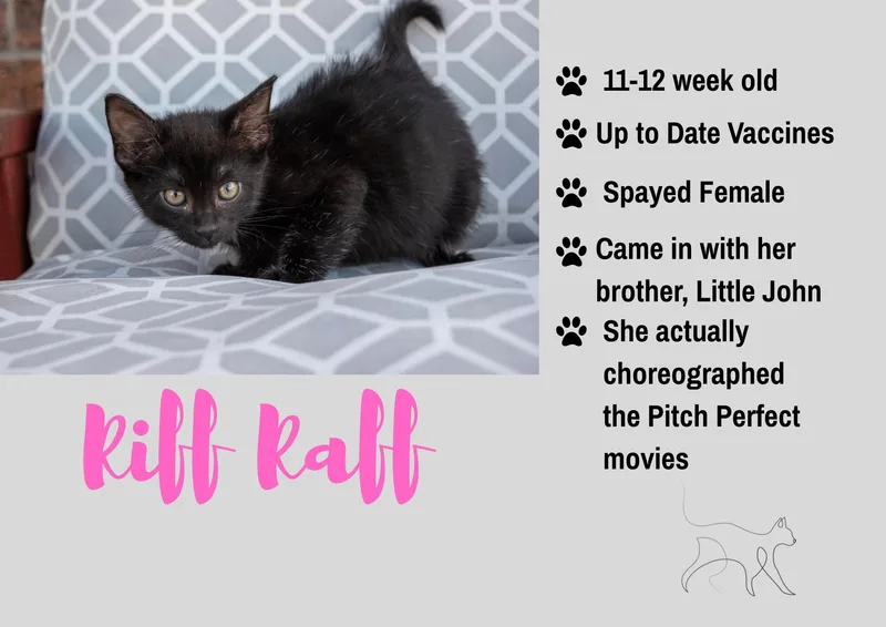 A baby medium-sized female Domestic Short Hair cat named Riff Raff for adoption in Junction City, KS