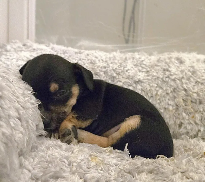 A baby small-sized male Terrier dog named Kief for adoption in Pacifica, CA