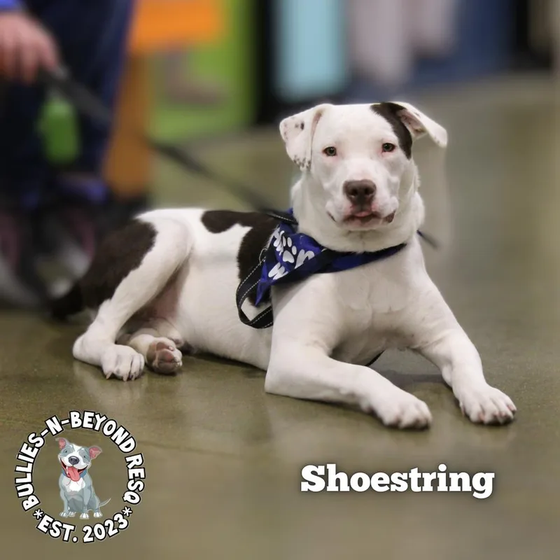 The Potato Litter:  thumbnail 3