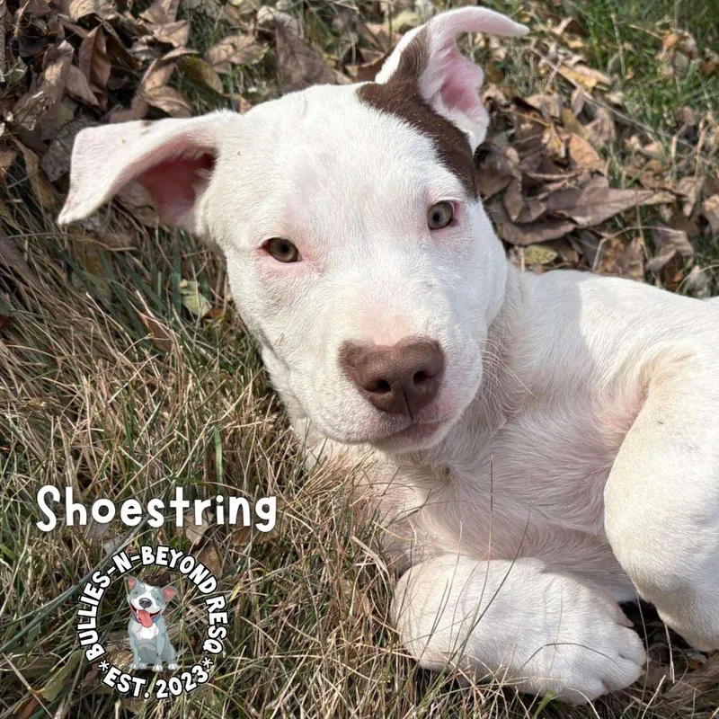 The Potato Litter:  thumbnail 5