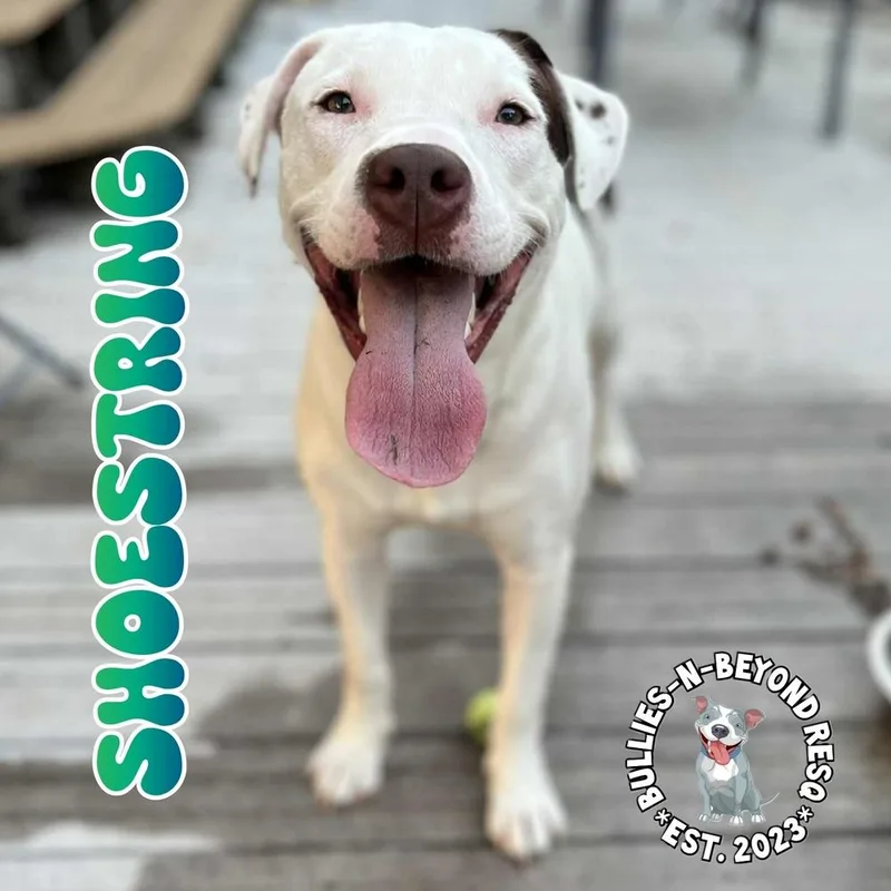 The Potato Litter:  thumbnail 6