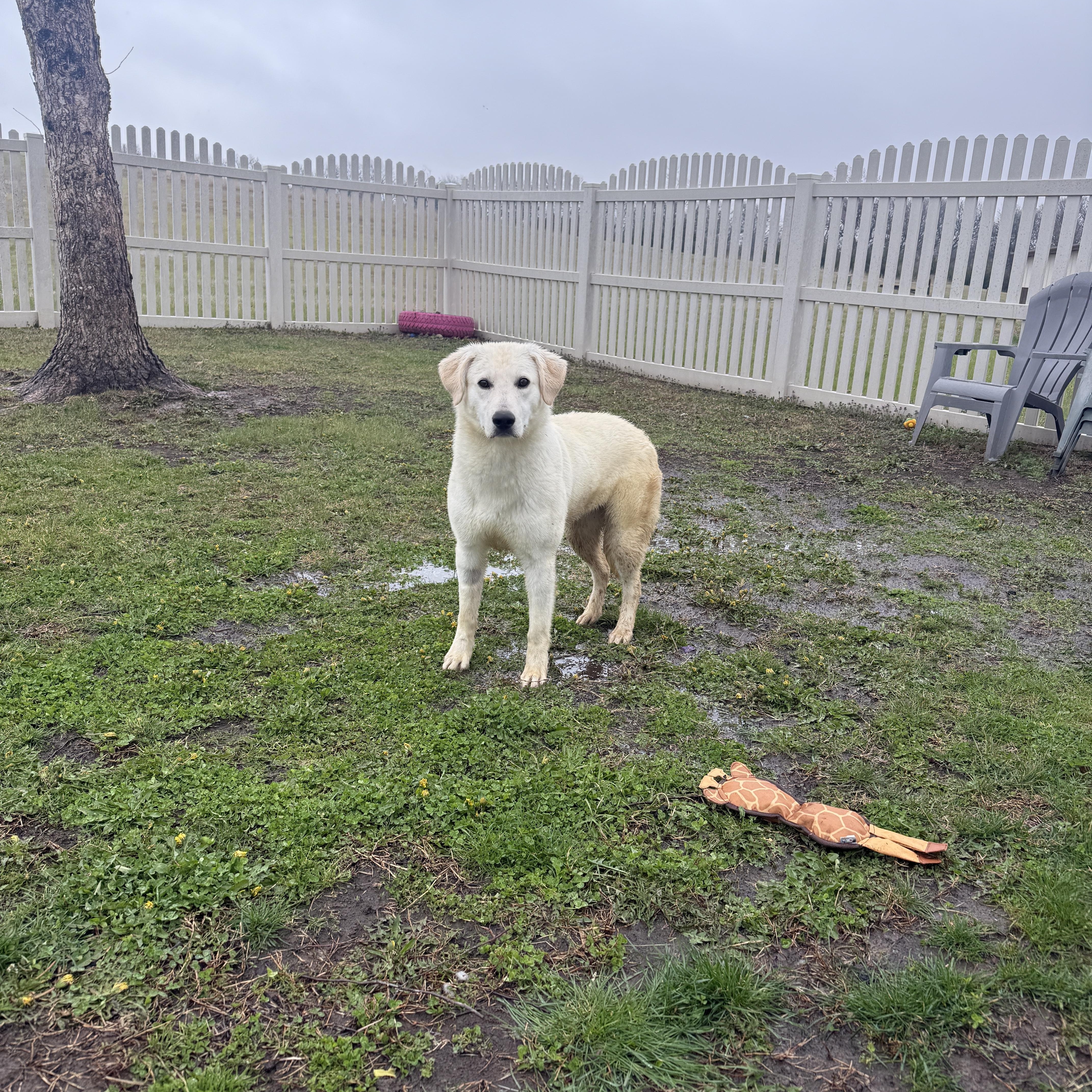 Pebblepip thumbnail 2